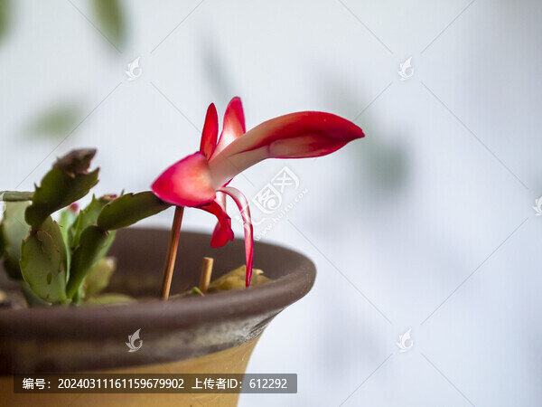 蟹爪蘭花苞