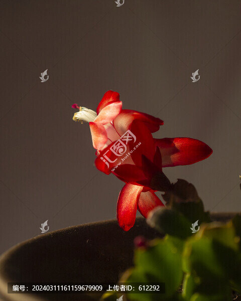 紅蟹爪蘭