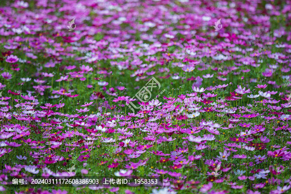 格桑花