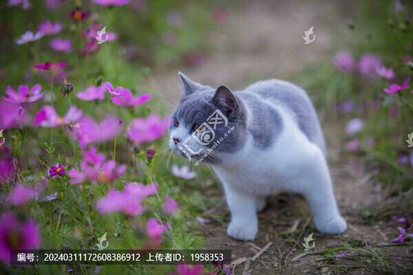 花田里的英短藍白
