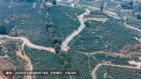 茶山