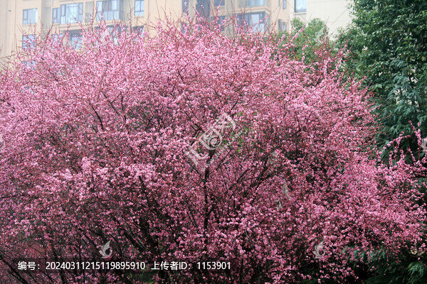 紅梅