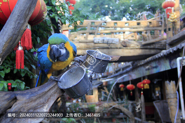 鸚鵡