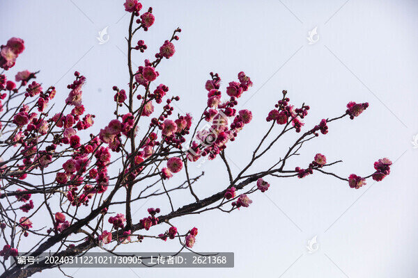 梅花盛開(kāi)