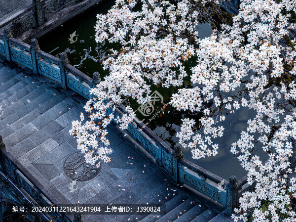 杭州臨安天目山禪源寺的白玉蘭