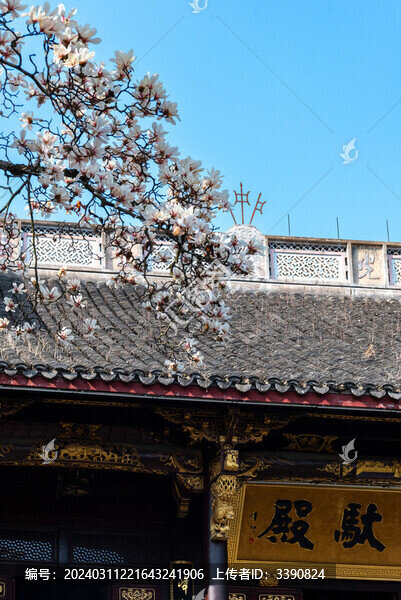 杭州臨安天目山禪源寺的白玉蘭