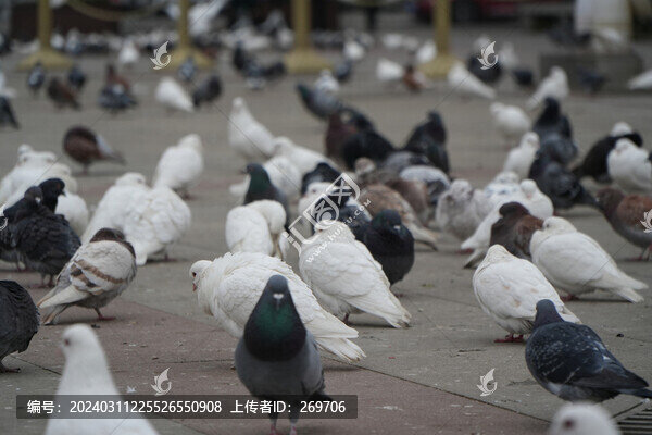 一群鴿子