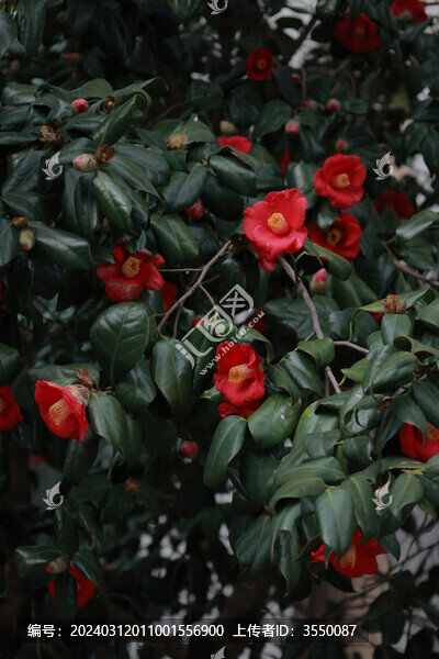 山茶花