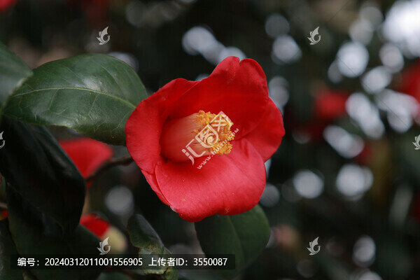 山茶花