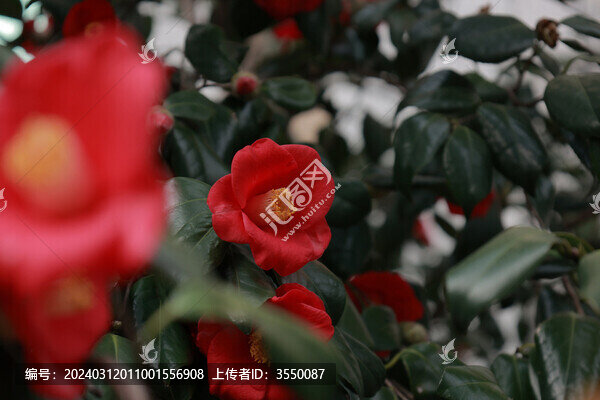 山茶花
