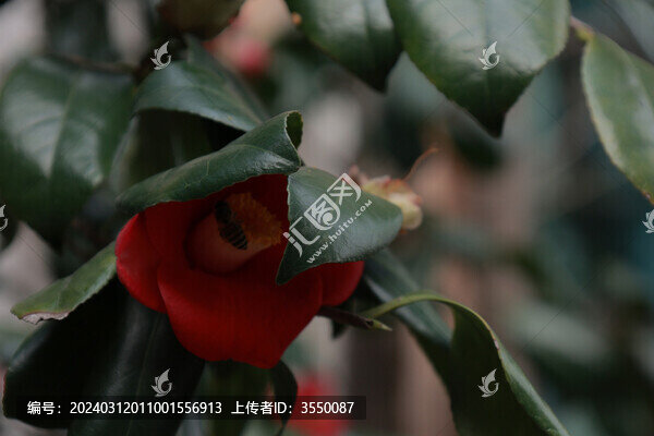 山茶花