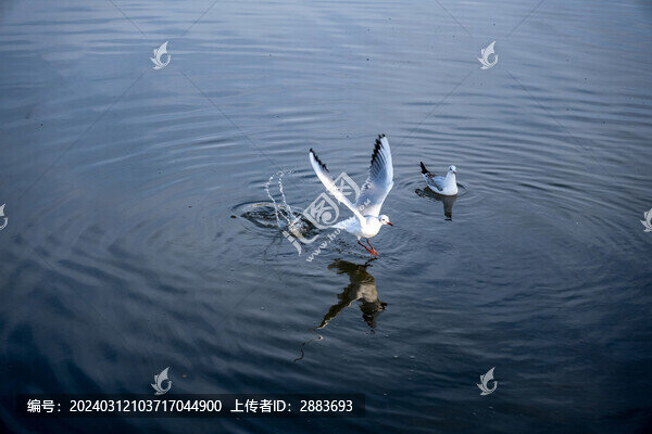 海鷗