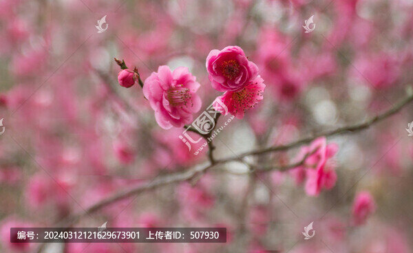 梅花