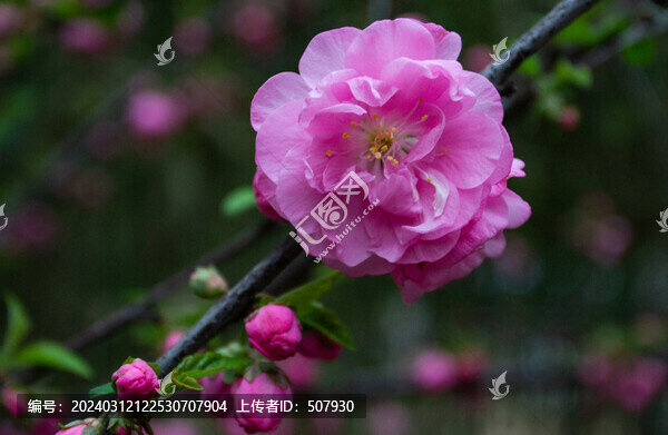 榆葉梅梅花