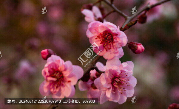 榆葉梅梅花