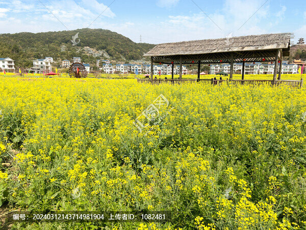 油菜花