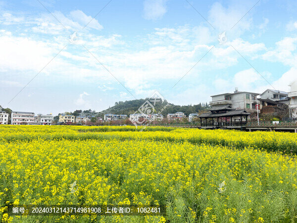 油菜花