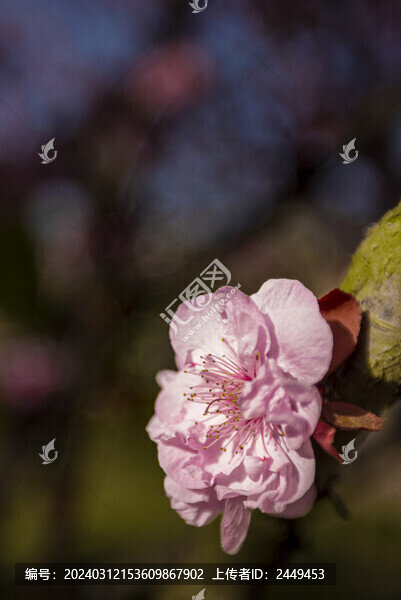 桃花