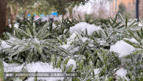 雪中植物