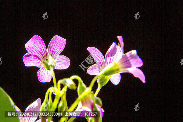 艷麗迷人三葉花