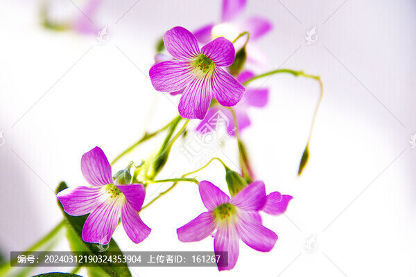 艷麗迷人三葉花