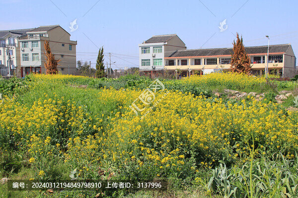 鄉(xiāng)村盛開的油菜花
