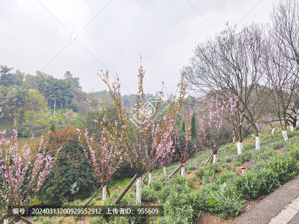 桃花