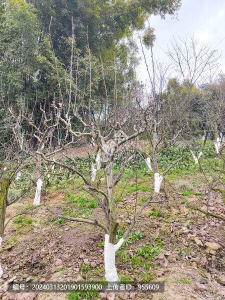 沙梨樹(shù)