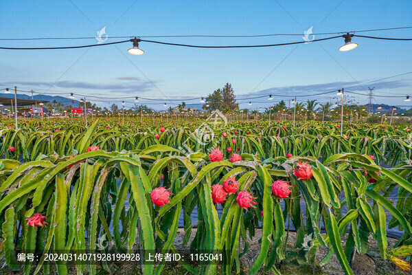 火龍果基地