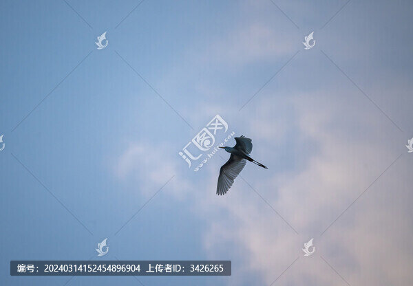 天空中飛行的白鷺