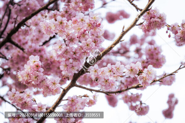 櫻花