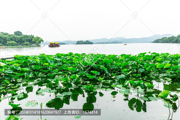 杭州西湖荷花