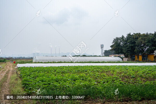 春天蔬菜大棚