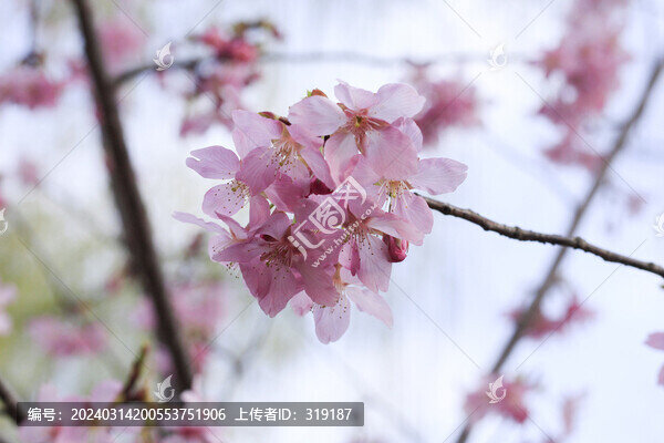 櫻花