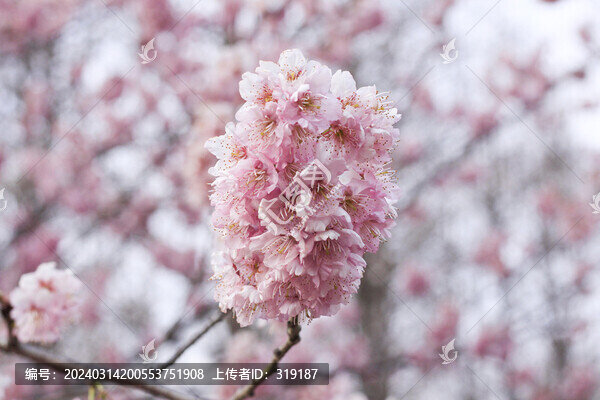 櫻花
