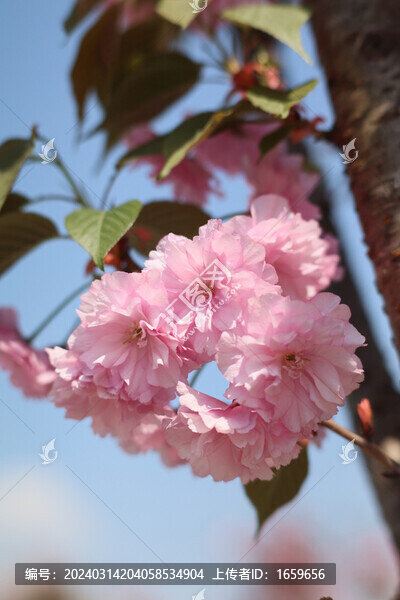 春日的藍(lán)天和盛開(kāi)的櫻花