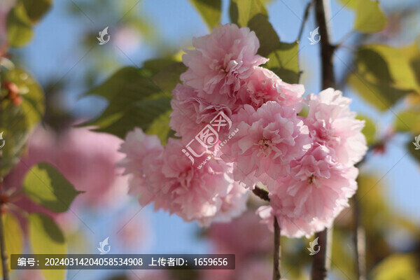 春日的藍(lán)天和盛開的櫻花