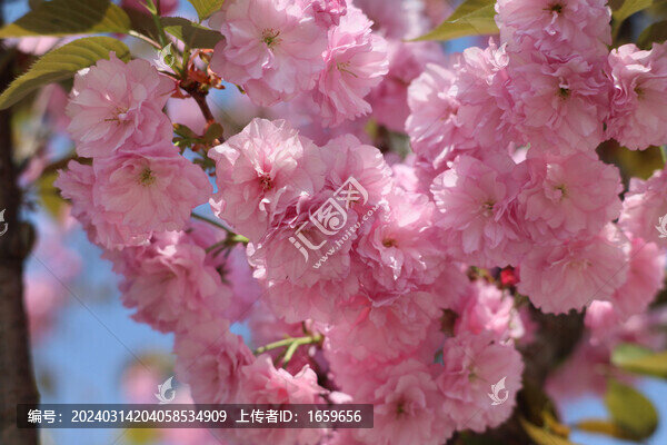 春日的藍(lán)天和盛開的櫻花