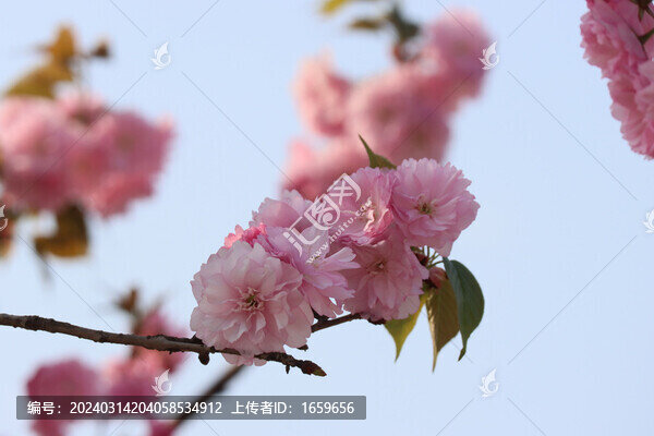春日的藍(lán)天和盛開(kāi)的櫻花