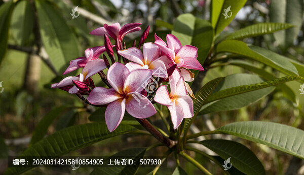 紅色雞蛋花