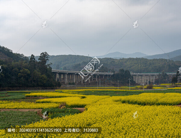 油菜花海