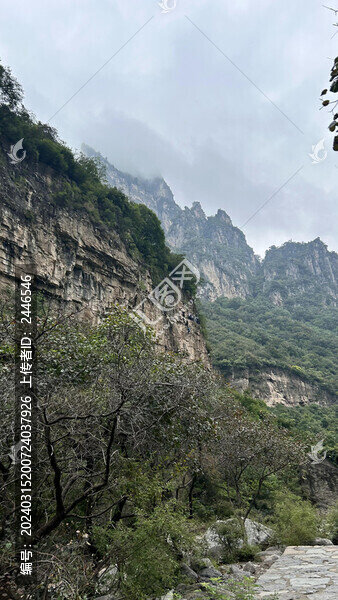 森林高山石頭