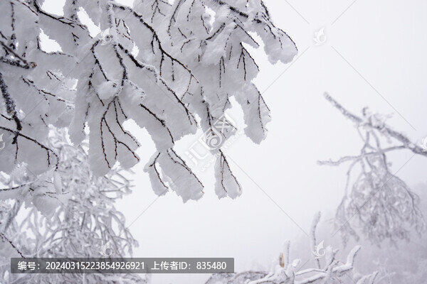 山間霧凇