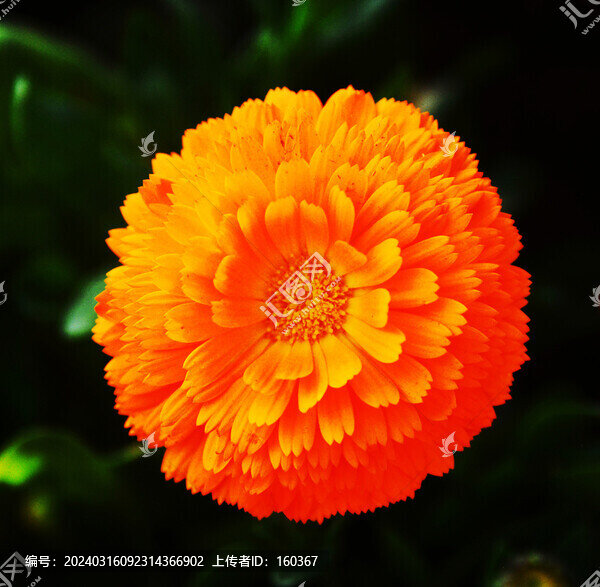 金盞花