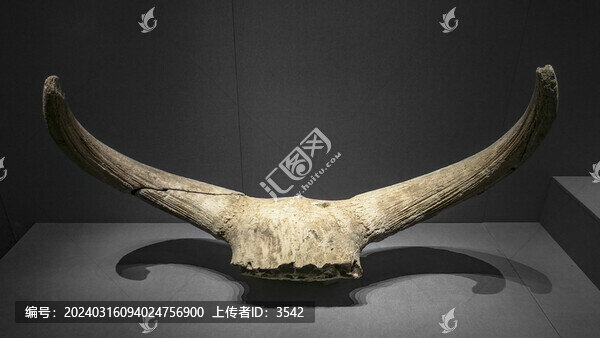 原始野牛頭骨化石