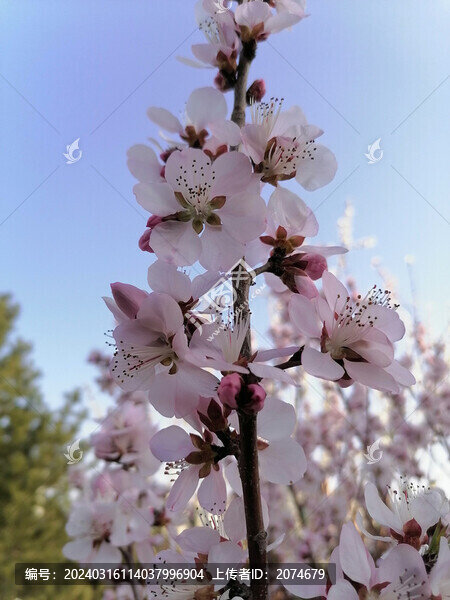 山桃花