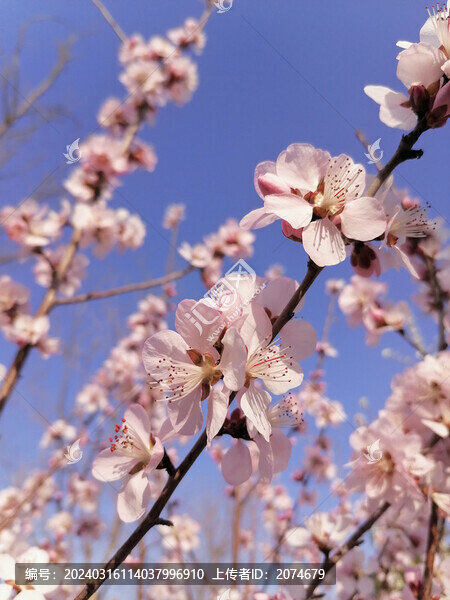 山桃花