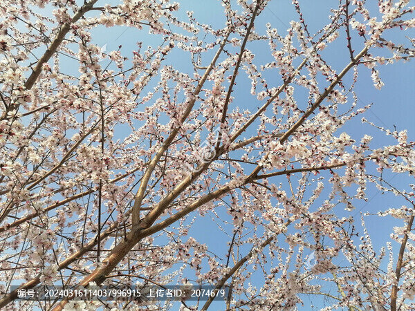滿樹山桃花