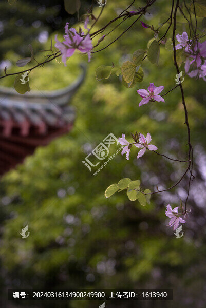 洋紫荊花束