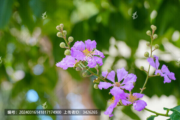 公園里的大花紫薇